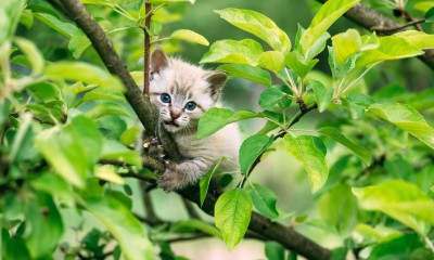 Nature in Russian