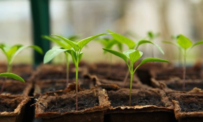 Gardening