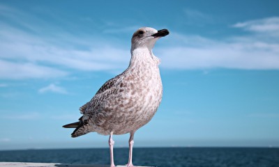 Birds in Russian