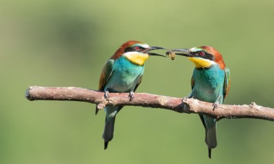 Pájaros en ruso