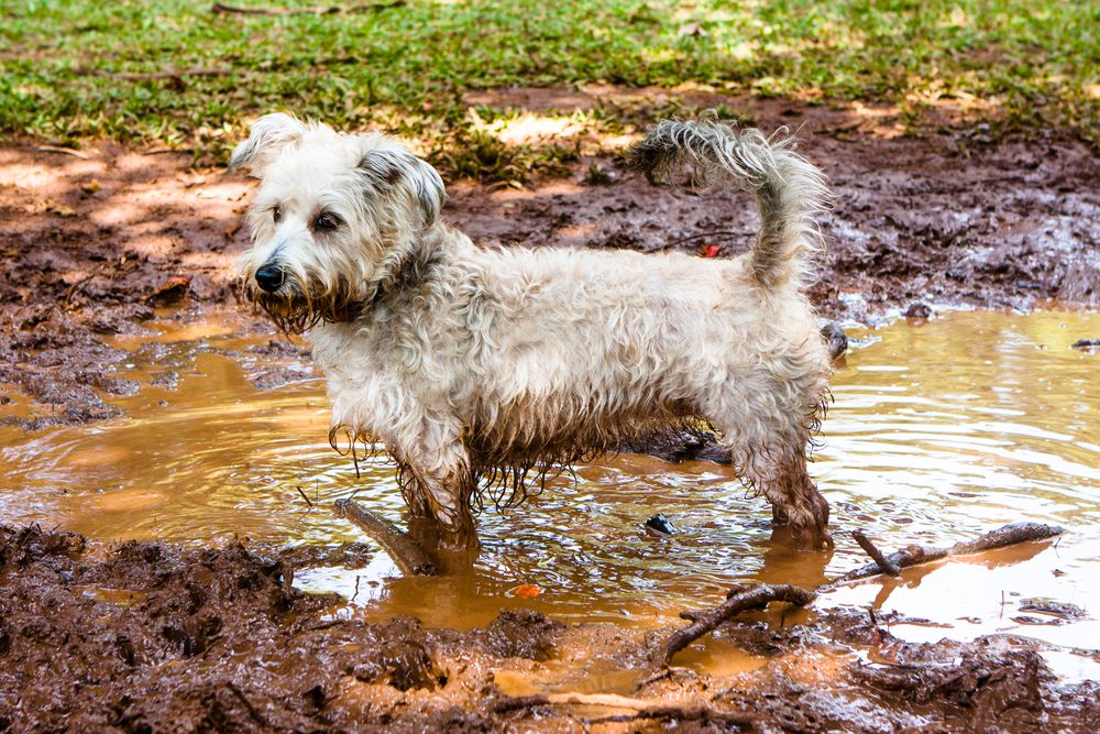 How To Say Dirty Stuff In Spanish